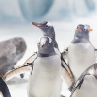 Sightseeing Tickets & Passes
