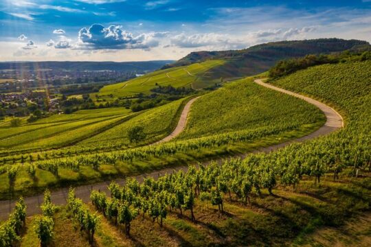 Chianti Classico Bike Tour from Siena