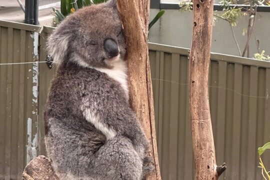 Adelaide Cruise Ship Tours to Hahndorf Hills Wildlife Wonders