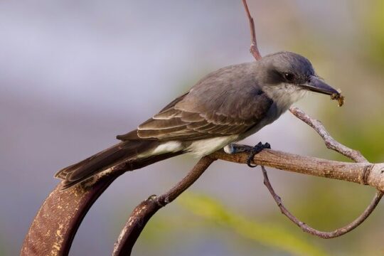 Private Tour Bird Watching in St Lucia