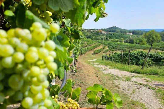 Venice a Prosecco Full Experience with Wine Tasting and Lunch