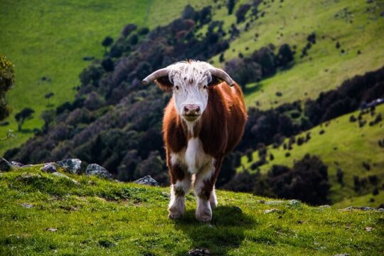 Private Day Tour of Akaroa and Banks Peninsula From Christchurch