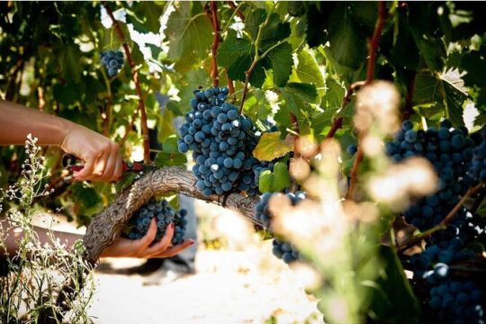 Kefalonia’s Finest: Private Wine and Olive Oil Tasting Tour