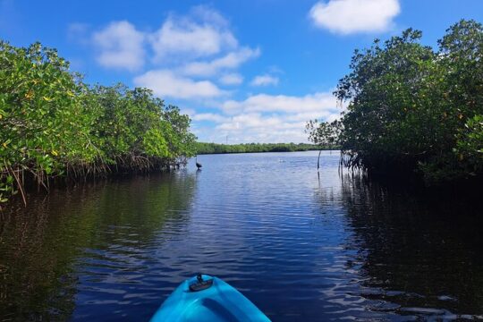 2.5 Hour Kayaking with Manatee and History Tour in Tarpon Springs