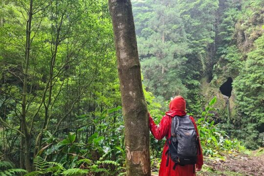 3 Hours Guided Forest Bathing Hike in Portugal