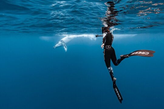 Private whale watching tour