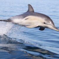 Dolphin & Whale Watching