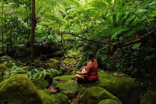 Mindfulness Rainforest Hike, Forest Bathing, Volcanic Hot Springs