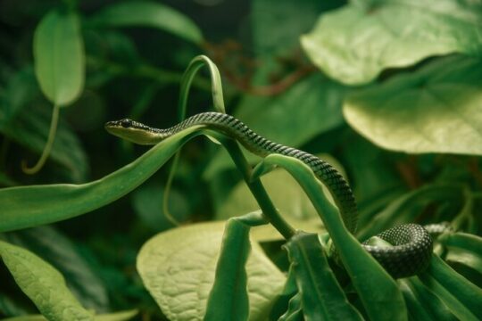 San Francisco California Academy of Sciences with Admission