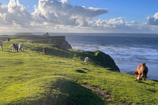 Cardiff: Gower Peninsula's Cliffs & Bays Scenic Day Tour