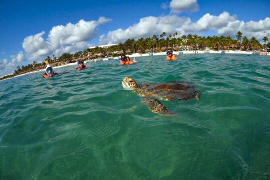 Tour to swim with turtles