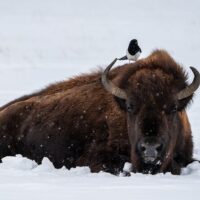 Multi-day & Extended Tours