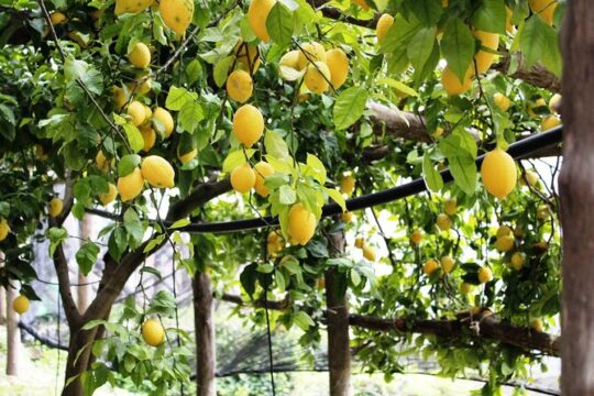 Visit to a lemon grove on the Amalfi Coast with tasting