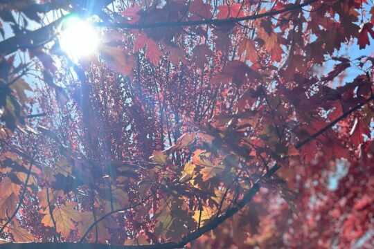 Adelaide City Highlights via Hahndorf Half-Day Tour