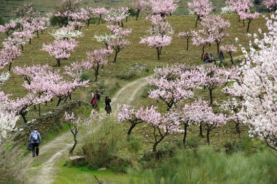 The Almond Blossom