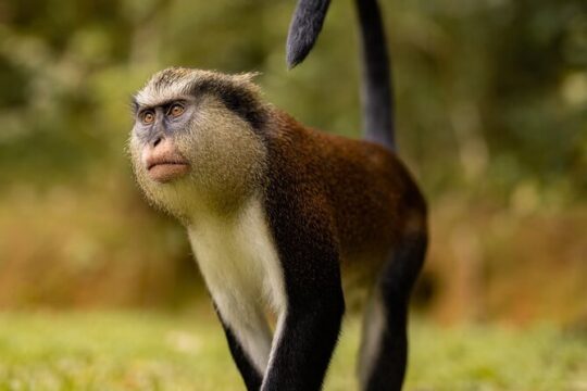 Grenada Nature and Heritage Escape Private Tour with Pickup