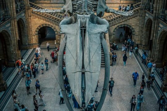 Natural History Museum London Private Guided Tour