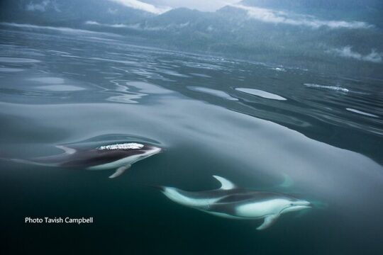 Spring Bears and Whales in Campbell River Tour