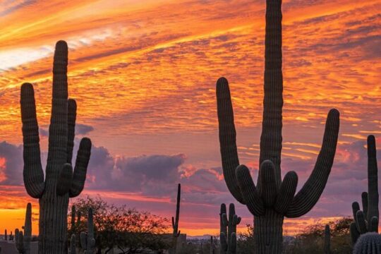 Saguaro Sunset Guided E-Bike Tour