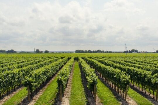 Wine Tour in Bodbe Sighnaghi Kindzmarauli Gremi Telavi Gombori