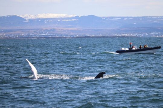 2 Hours Whale Watching Express Adventure