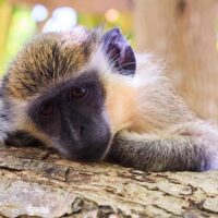 Sustainable Tours