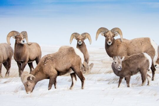Grand Teton and Native American Petroglyph Tour