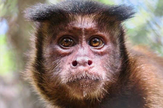 Half Day Private Tour of Akumal Monkey Sanctuary