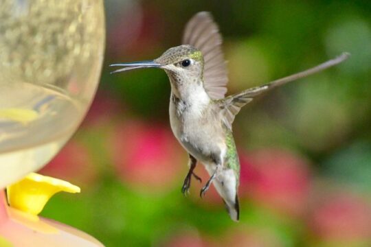 Trinidad Nature & Hummingbird Experience