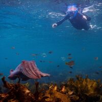 Snorkeling