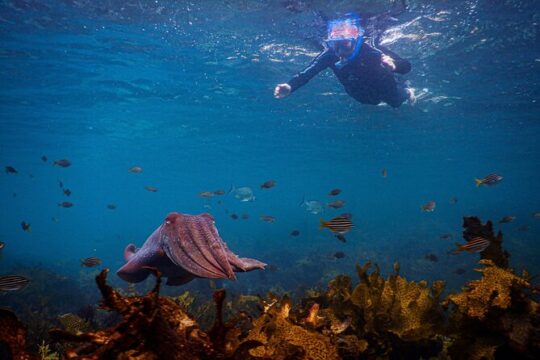 Snorkeling To Discover Sydney's Underwater Wonders