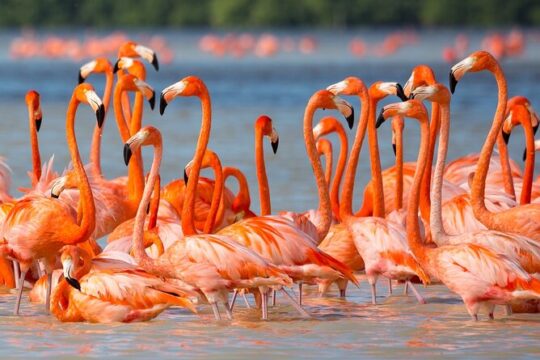 Flamingo Watching Private Tour in Celestun Biosphere Reserve