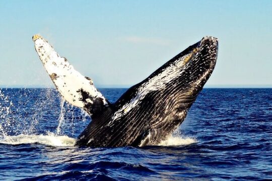 2 Hour Private Whale Watching Tour in Mexico
