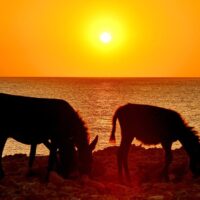 Multi-day & Extended Tours