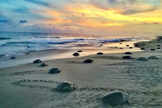 4 in 1 Tour - Mazunte, Cacao Factory, La Ventanilla National Park & Turtle Spawn