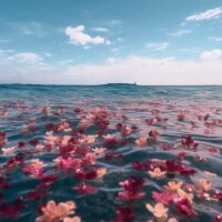 Weddings & Honeymoons