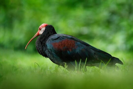 Half-Day Private Tour in Trinidad and Tobago