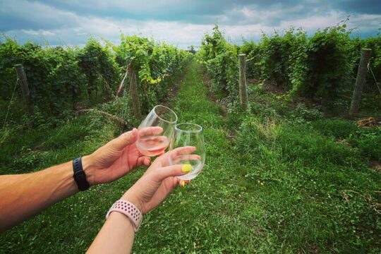 Lunch in the Vineyard: A Scenic Niagara Wine Tour Experience