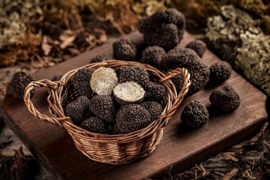 Truffle Experience at Frantoio Buonamici in Fiesole