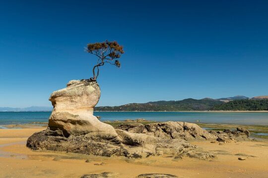 Abel Tasman Adventure Private Tour from Nelson Cruise Port