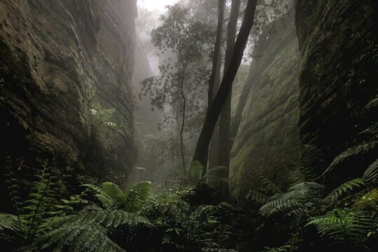 Boutique Blue Mountains Wilderness Wildlife and Sunset Adventure