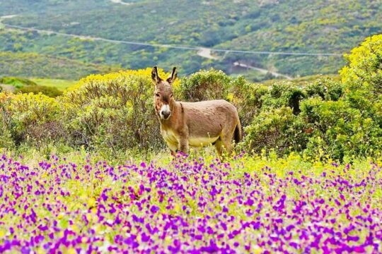 From Stintino Day Trip by Minibus in Asinara National Park