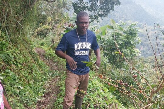 Jamaica Blue Mountain Coffee Tour and sightseeing experience