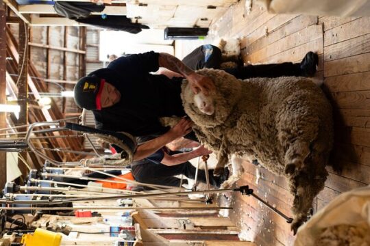 Mt. Hay Farm Experience Authentic Country Farming in New Zealand