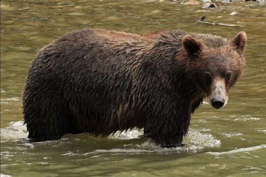 Campbell River Deluxe Grizzlies and Culture Tour
