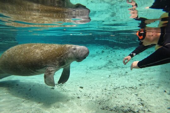 Guided Crystal River Manatee Snorkeling Tour with Free Photos