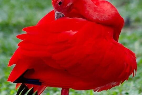 Yerette Home of the Hummingbird and Caroni Wildlife Tour