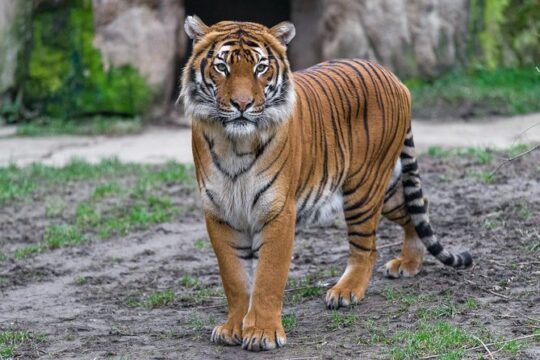 Prague Zoo Admission Ticket including Round Trip Transfer