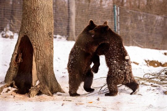 Bears Sanctuary & Dracula Castle - Tickets Included