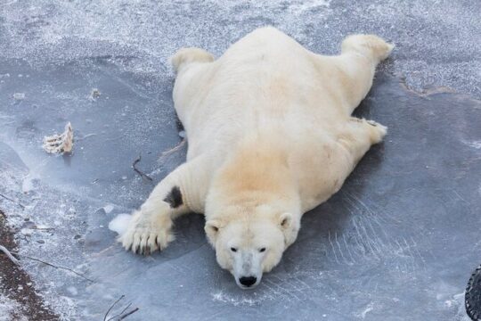 From Rovaniemi Visit to Ranua Wildlife Park 4h